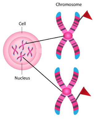 <p>Control Elements</p>