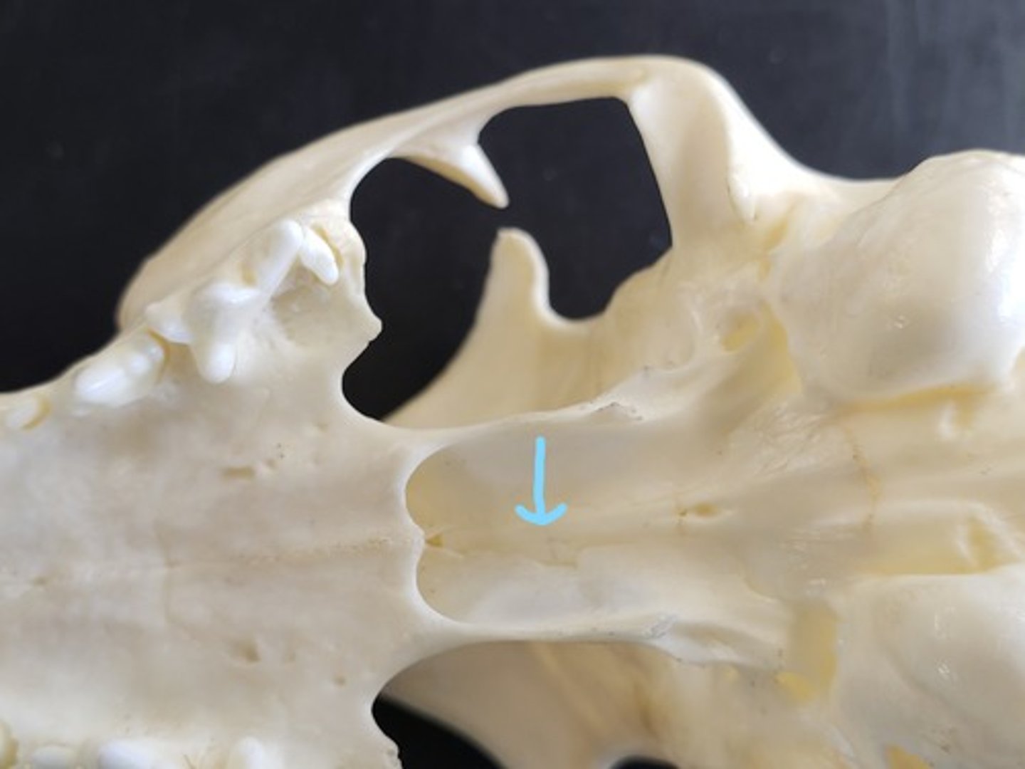 knowt flashcard image