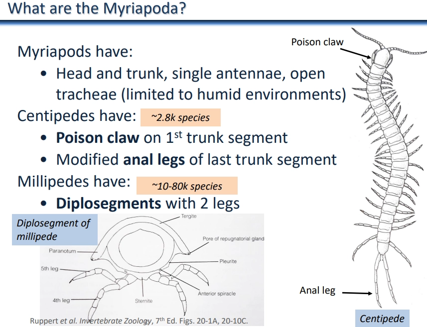 <ul><li><p><strong>myriapoda </strong>is a <strong>subphylum</strong> of the <strong>arthropoda phylum</strong> of <strong>bilaterian </strong>animals (<strong>ecdysozoa</strong> <strong>clade</strong>)</p></li><li><p>this includes the centipedes and millipedes</p></li><li><p>head + trunk, <strong>single pair of antennae</strong>, open tracheae (need humidity)</p></li><li><p><strong>centipedes </strong>have an odd number of leg pairs, poison claws on 1st trunk segment, defensive anal legs on the last segment, and are nocturnal, active hunters</p></li><li><p><strong>millipedes</strong> have <strong>diplosegments </strong>(two pairs of appendages per segment), and mostly eat rotting vegetation and wood, + secrete noxious chemicals as a defence mechanism</p></li></ul><p></p>