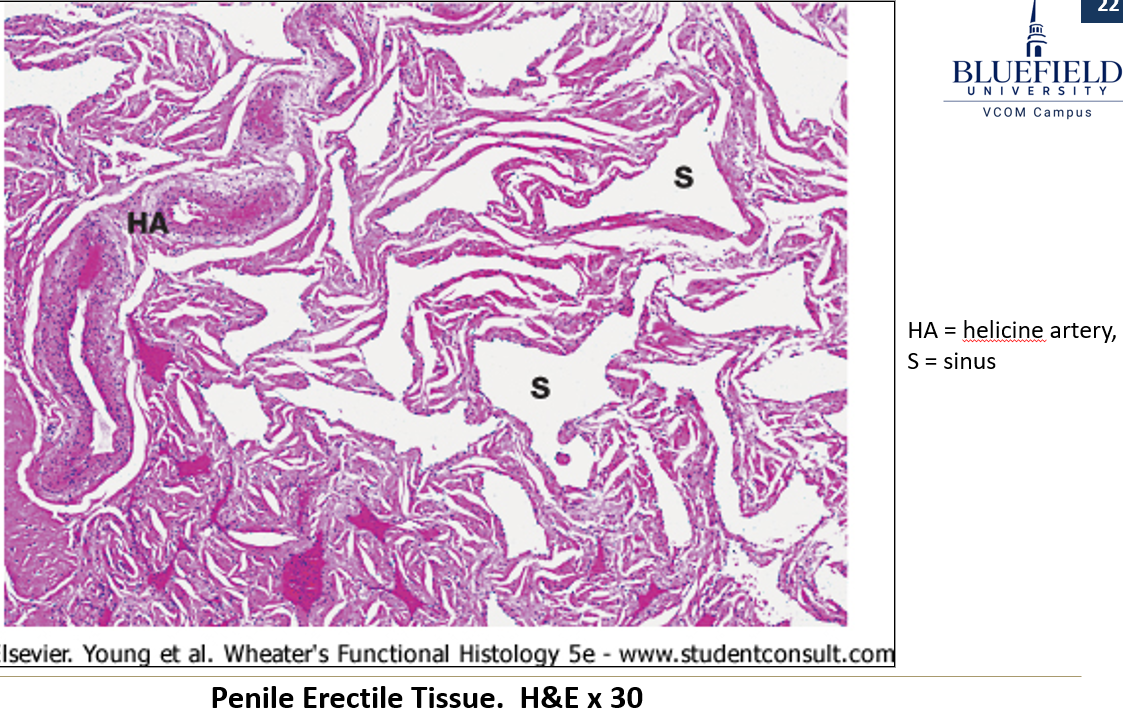 <p><strong>Helicine arteries</strong>, which have a <strong>very thick tunica media</strong>.</p>