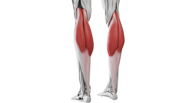 <p>What muscle is this? What is an origin? What is an insertion? What is an action?</p>