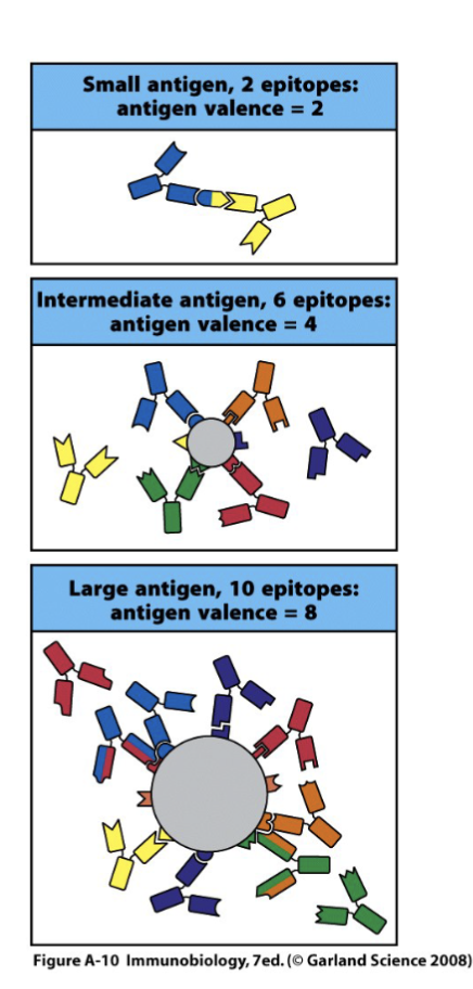 <p><span><span>antibody elicited by one antigen can cross-react with an un-related antigen due to shared epitope or very similar epitope</span></span></p>