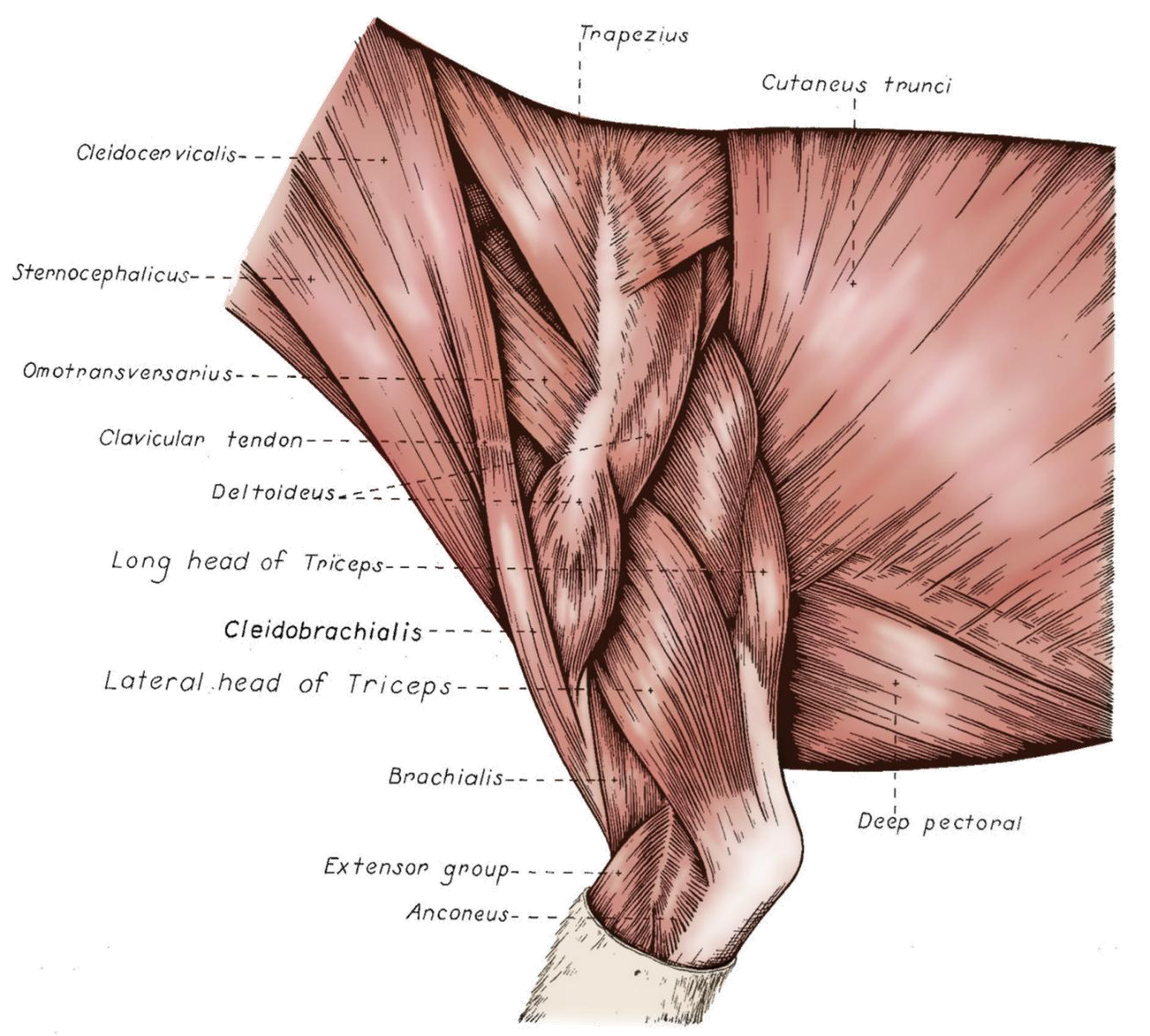 <ul><li><p>INSERCION PARTE ESPINAL : de la espina de la escápula a la tuberosidad deltoidea</p></li><li><p>INSERCION PARTE ACROMIAL : del acromion a la tuberosidad deltoidea</p></li><li><p>FUNCIONES : flexor de la articulacion, abductor del brazo </p></li></ul><p></p>