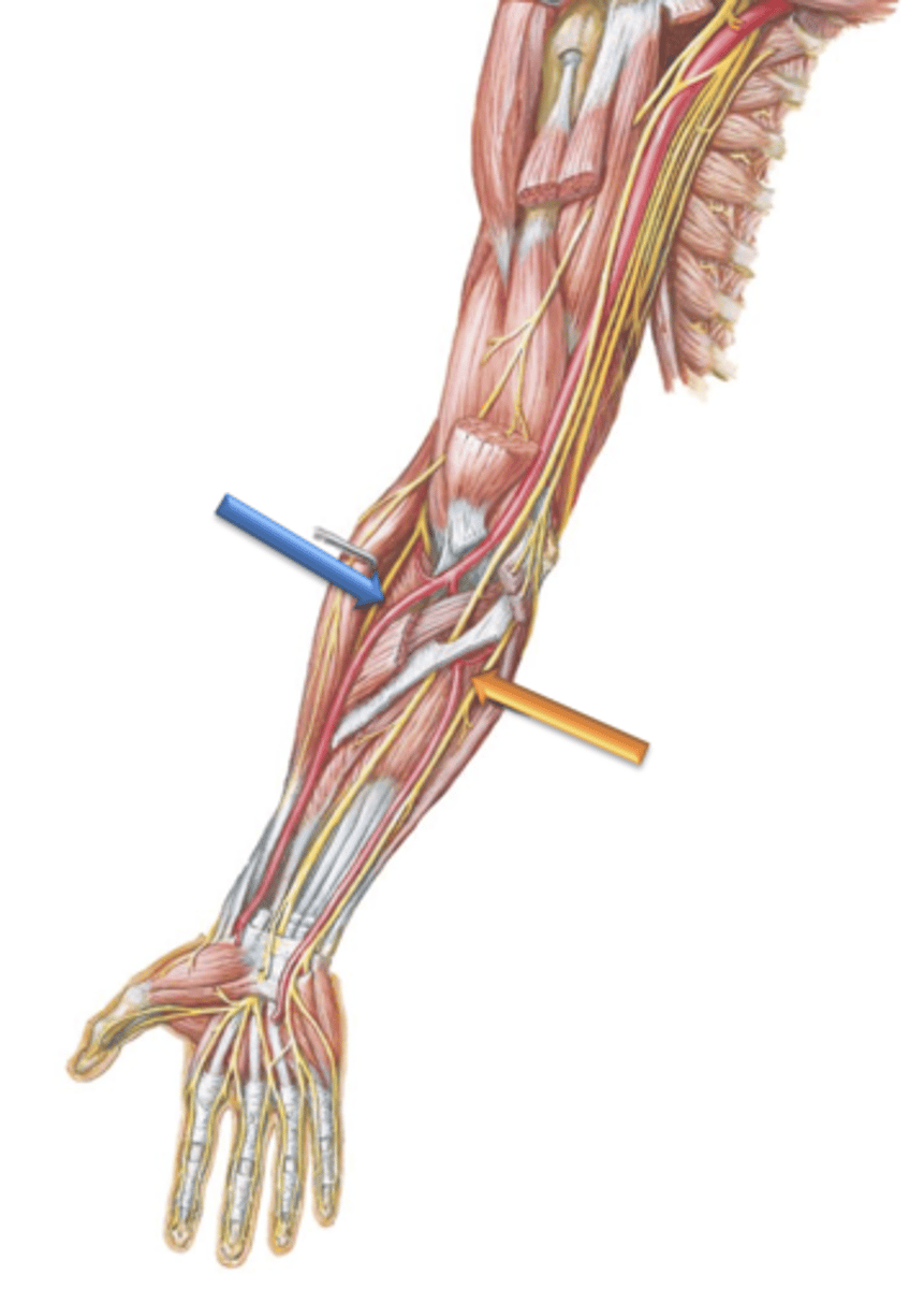 <p>Artery that courses distally along the lateral surface of the forearm.</p>