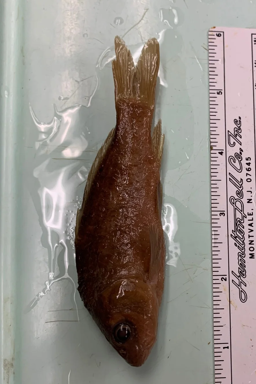 <p>What fish is this?</p>