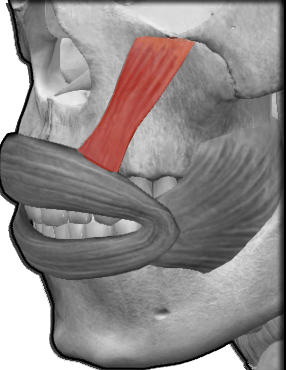 <p>¿Cuál es el músculo, su origen, inserción y función?</p>