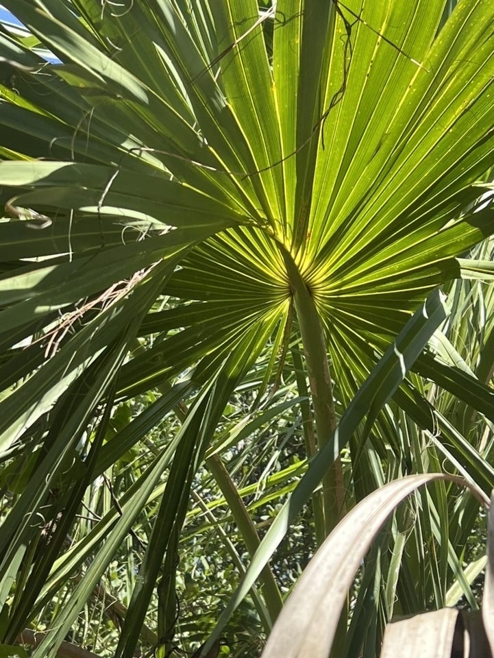 <p>Cabbage Palm </p>