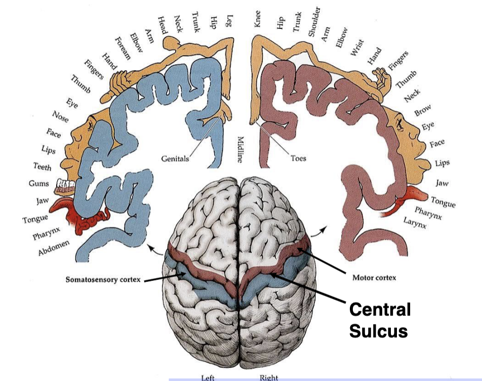 <p>what is a cortical homunculus?</p>