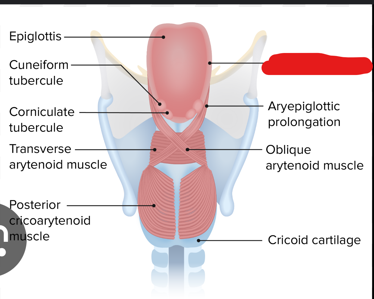 <p>whats this part of the larynx</p>