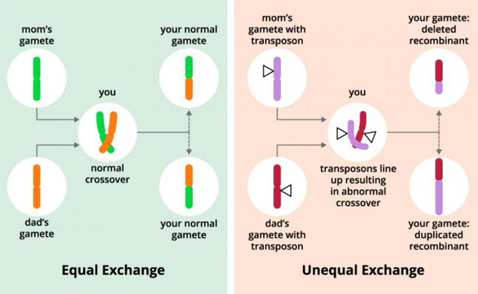 <p><span style="font-family: UICTFontTextStyleBody; font-size: 17px;">Creates new allele combinations; may lead to duplication/deletion.</span></p><p></p><p><span style="font-family: UICTFontTextStyleBody; font-size: 17px;">Reshuffles alleles during meiosis → creates new allele combinations.</span></p><p class="p1"><span style="font-family: UICTFontTextStyleBody; font-size: 17px;"> </span></p><p class="p1"><span style="font-family: UICTFontTextStyleBody; font-size: 17px;">Can bring together beneficial alleles or break apart harmful ones.</span></p><p class="p1"><span style="font-family: UICTFontTextStyleBody; font-size: 17px;"> </span></p><p class="p1"><span style="font-family: UICTFontTextStyleBody; font-size: 17px;">Mechanism for duplication and deletion (via unequal crossing over).</span></p>