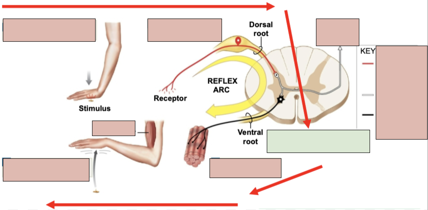 <p><span style="background-color: transparent;"><span>information processing in CNA (in spinal cord)</span></span></p>