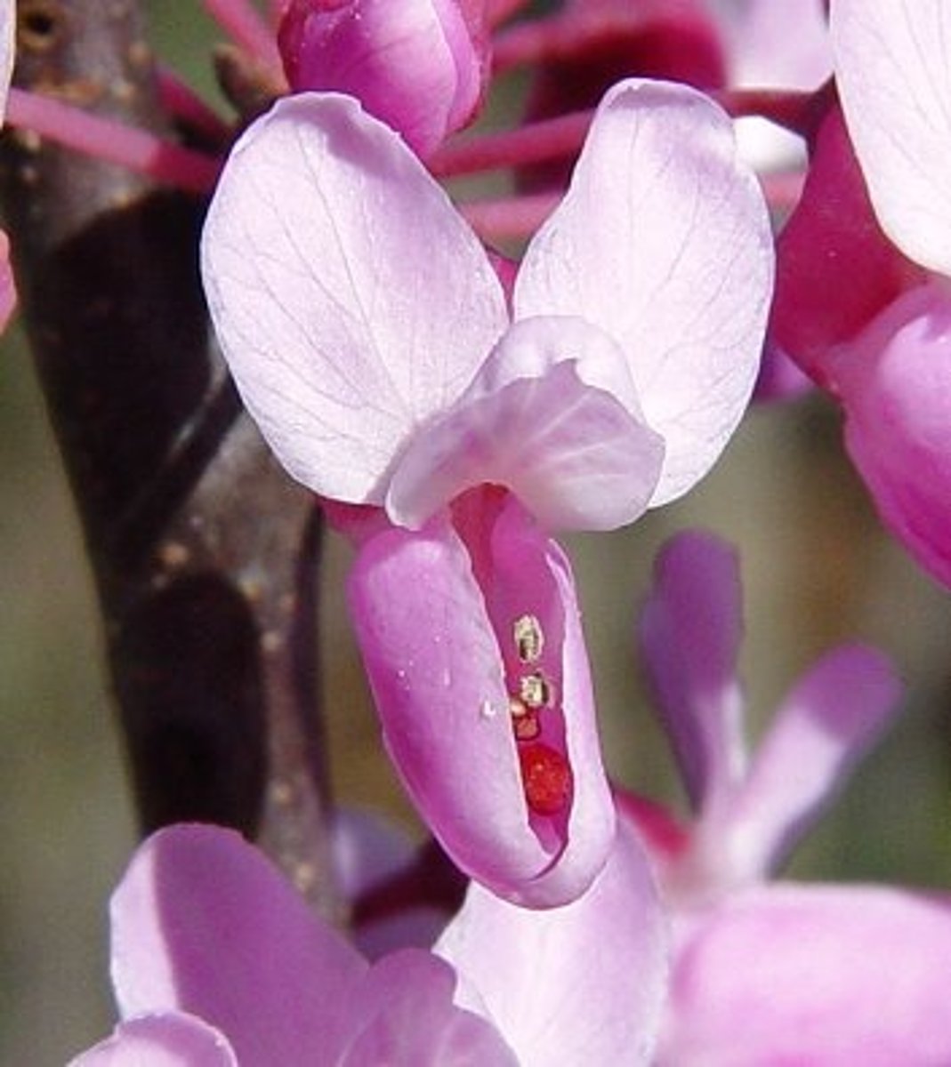 <p>Vlinderbloemenfamilie</p>