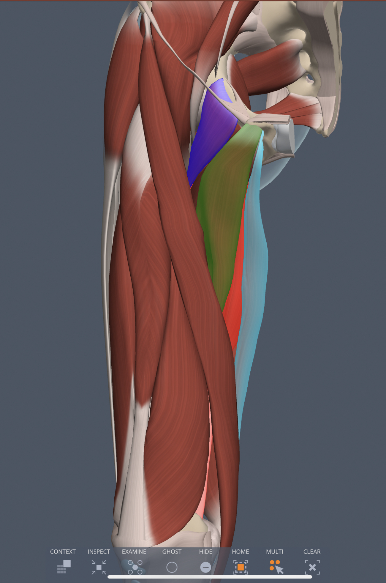 pectineus (medial thigh) origin
