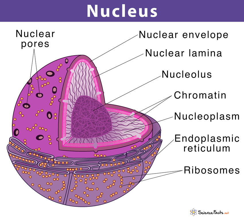 <p>nucleus</p>