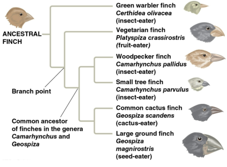 <p>Common ancestor</p>
