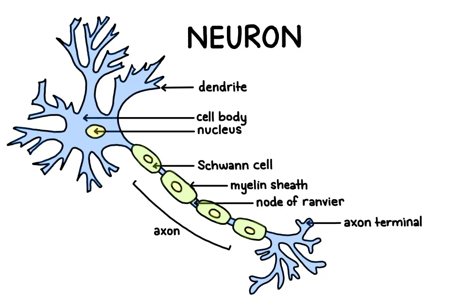 <p>the neuron extension that passes messages through its branches to other neurons or to muscles or glands</p>