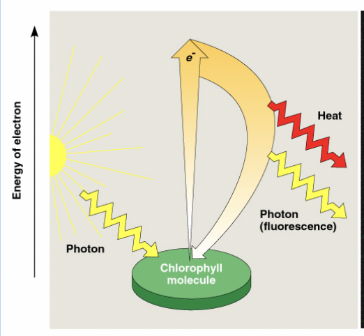 <ul><li><p><span style="background-color: transparent;"><span>When chlorophyll absorbs light, it enters an excited state, then rapidly returns to ground state, releasing an excited electron.</span></span></p><ul><li><p><span style="background-color: transparent;"><span>The excited electron exists at a higher energy than the ground state, </span></span></p></li></ul></li><li><p>Chl* gives the excited electron to an acceptor and becomes oxidized to Chl+</p><ul><li><p>the acceptor of the electron is reduced </p></li></ul></li></ul><p></p>
