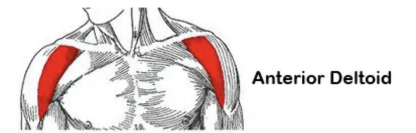 <p>Action: Shoulder flexion, internal rotation</p><p>Origin: Lateral clavicle</p><p>Insertion: Deltoid tuberosity</p><p>Innervation: Axillary nerve C5-C6</p>