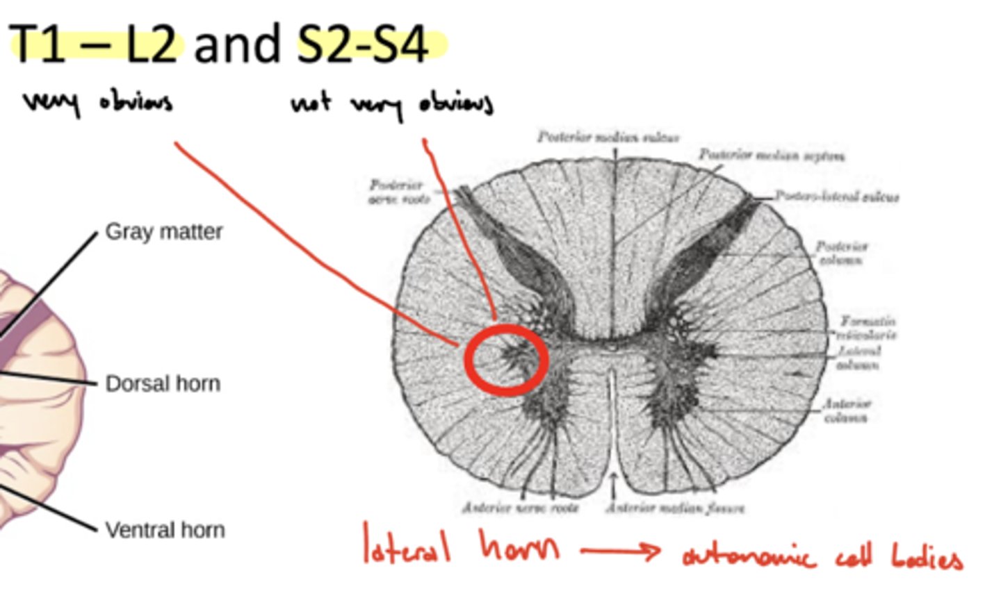 <p>1. T1-L2 (very obvious)</p><p>2. S2-S4 (not very obvious)</p><p>ventral, dorsal, and lateral horns</p>