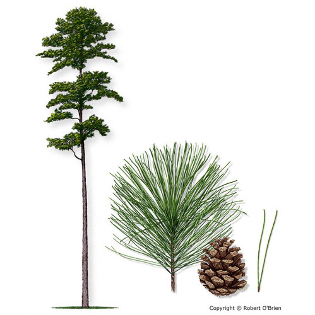 <p>2 extending needle tips, small pinecones in clusters</p>