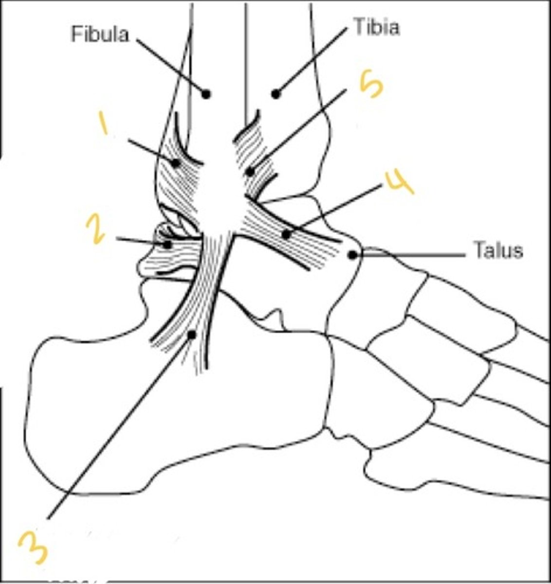 <p>What ligament is this (#5)?</p>