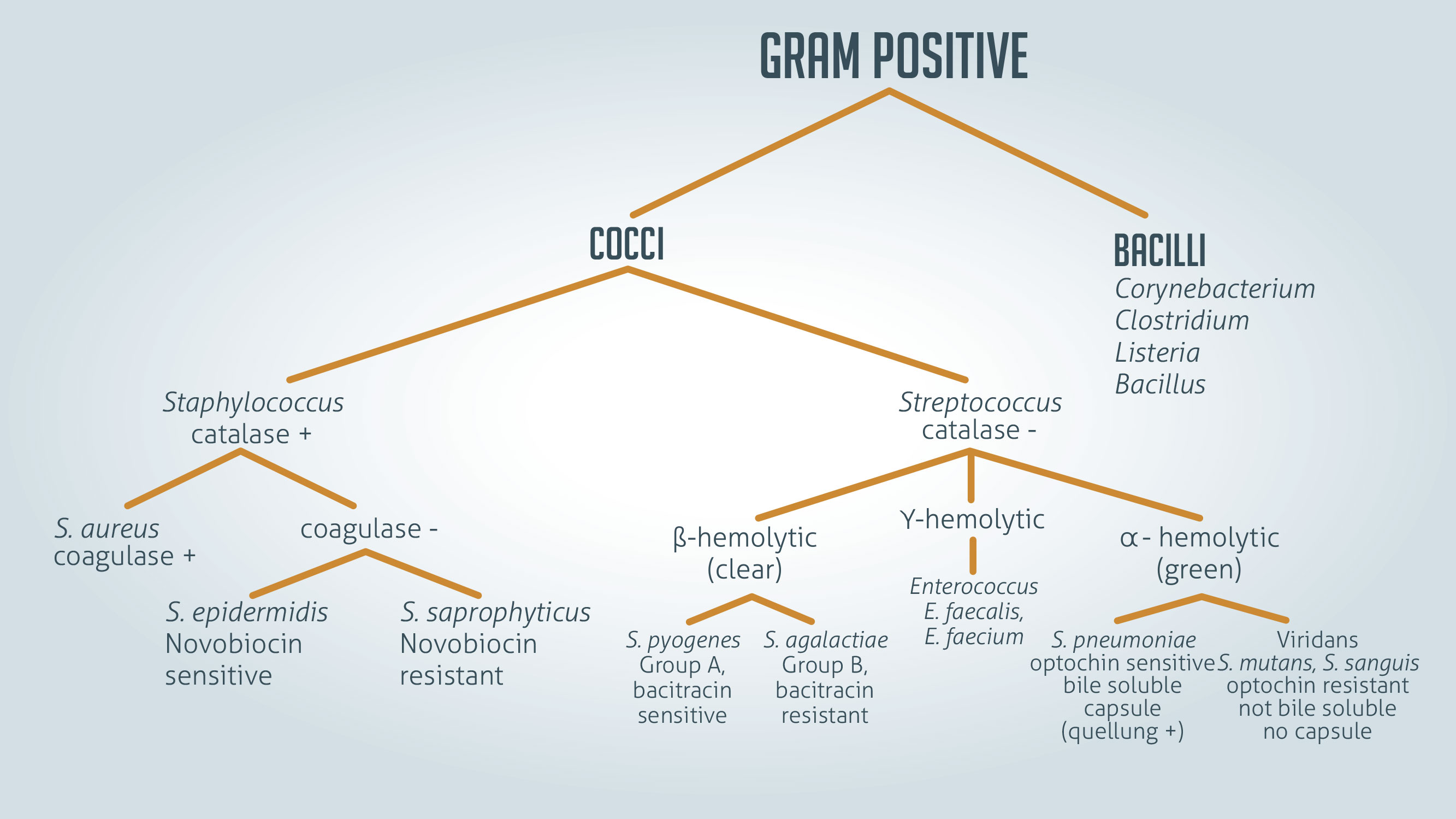 <p><strong>Gram-positive bacilli,</strong> facultative intracellular aerobe, <strong>grows in macrophages.</strong></p>