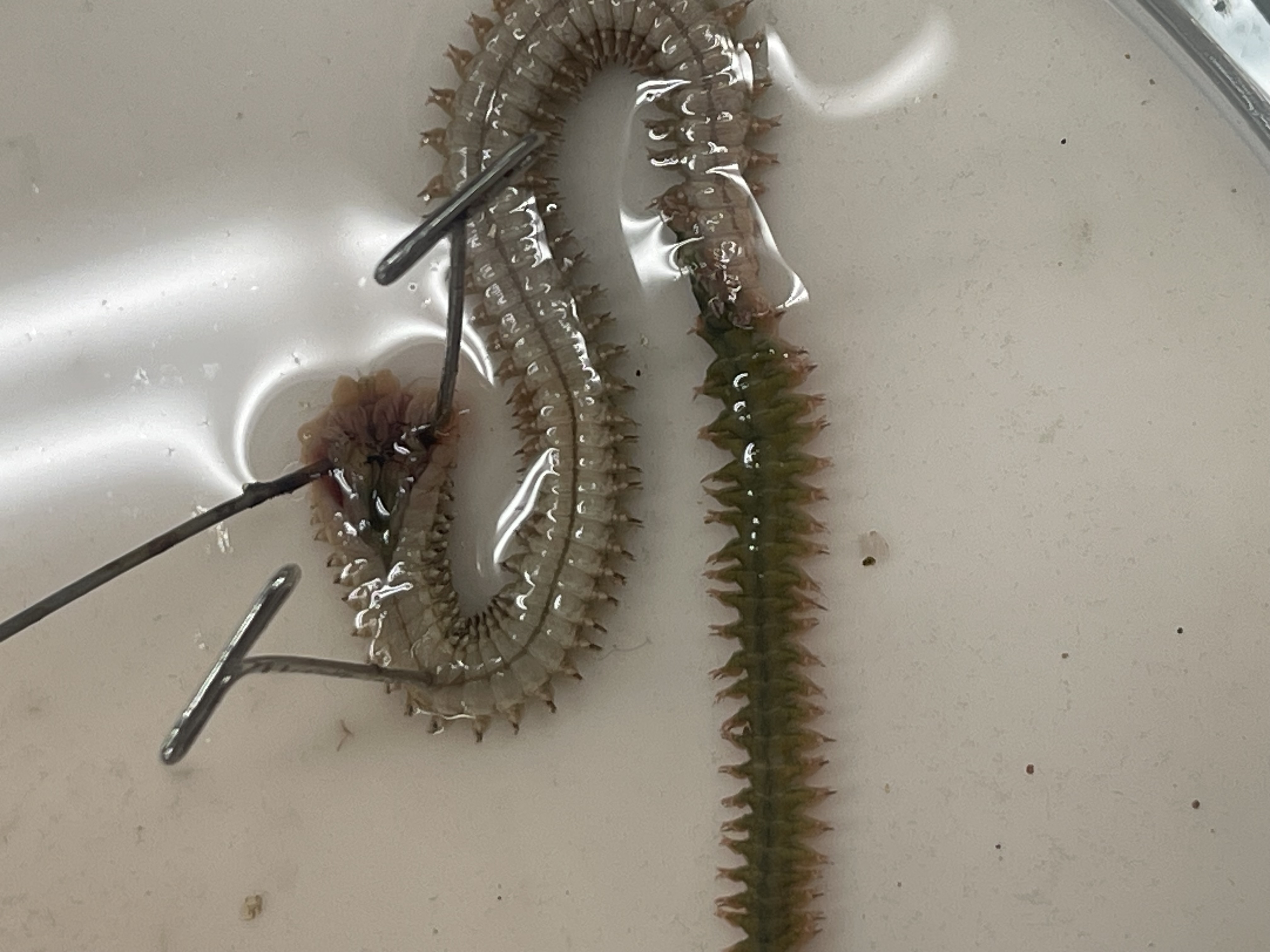 <p>what is this and find the ocelli, parapodia, acicula</p>