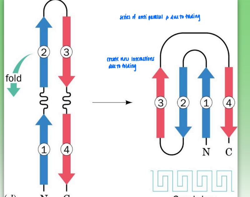 <ul><li><p>super secondary structure</p></li><li><p>series of antiparallel beta due to folding</p></li><li><p>create new interactions from folding</p></li></ul><p></p>