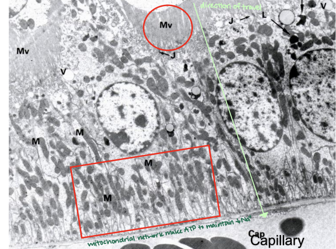 <p>mitochondrial network </p>