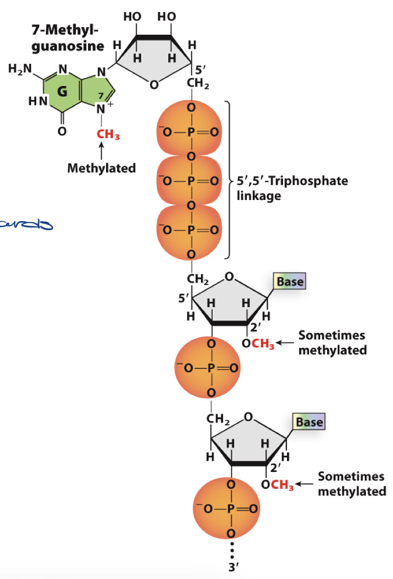 <ul><li><p>adds to stability of RNA</p></li><li><p>used as identity marker for ribosome to recognize</p></li></ul>