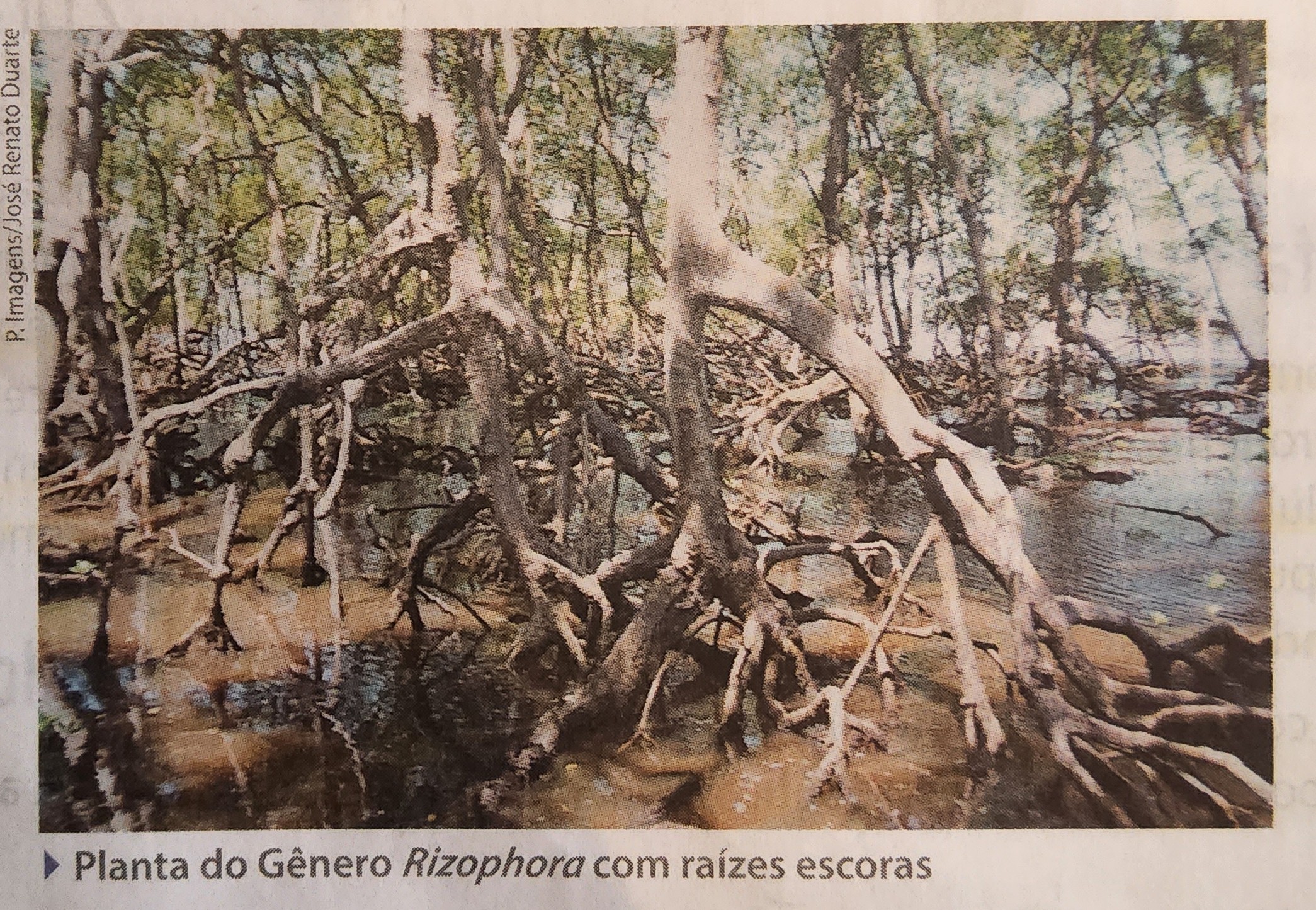 * atuam na sustentação da planta
* milho e em alguns manguezais
* ramos especiais, **rizóforos**