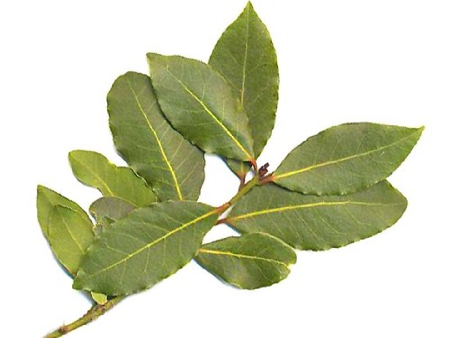 <p>der Lorbeer, der Lorbeerbaum</p>