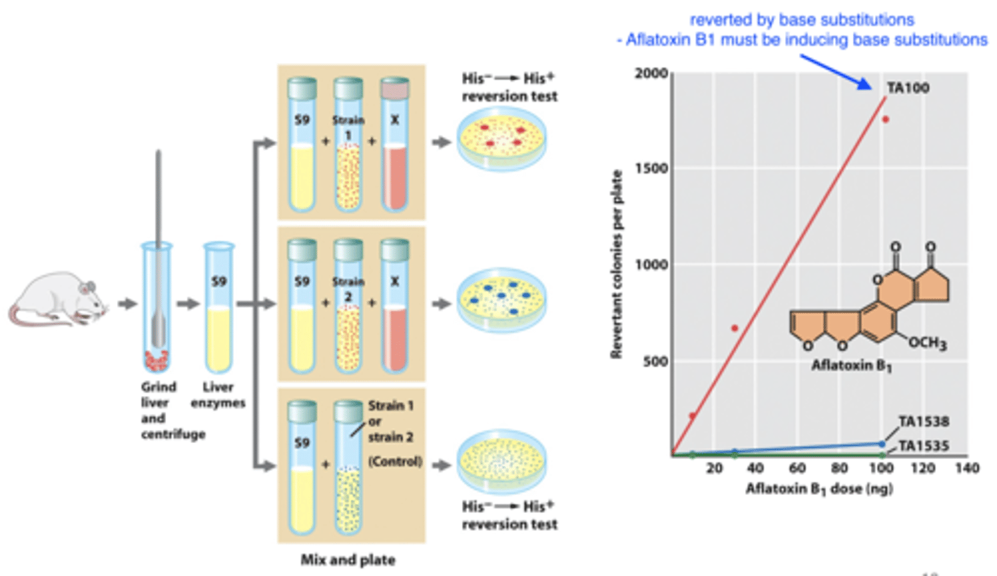 <p>1. isolate liver enzymes<br>2. grind up enzymes and add in bacterial strains and compound X<br>-- liver enzymes + bacterial strains = control (low % revertants)<br>-- if X is mutagenic we see revertants</p>