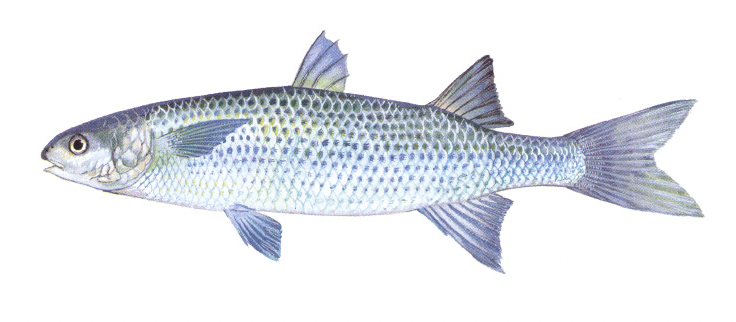 <p>Mugiliformes</p>