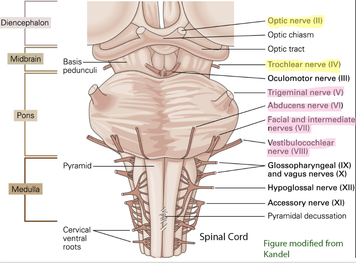 <p>CN V: trigeminal</p><p>CN VI: abducens</p><p>CN VII: facial</p><p>CN VIII: vestibulocochlear</p>