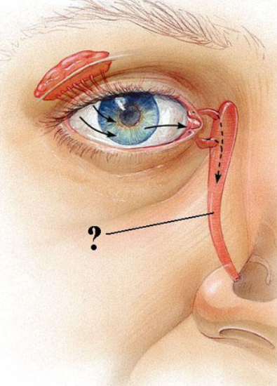 <p><span><span>Identify the indicated structure.</span></span></p>