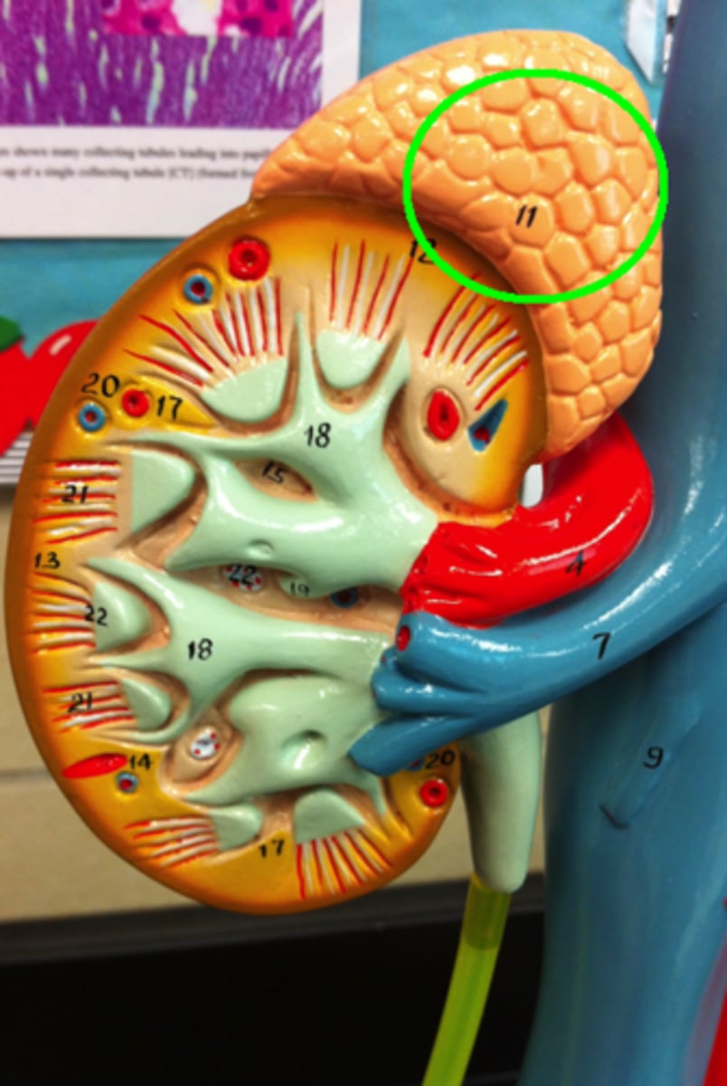 <p>paired organs atop the kidneys.</p><p>cortex: secretes hormones such as including cortisone, aldosterone, sex hormones, ex.</p><p>medulla: secretes epinephrine and norepinephrine</p>