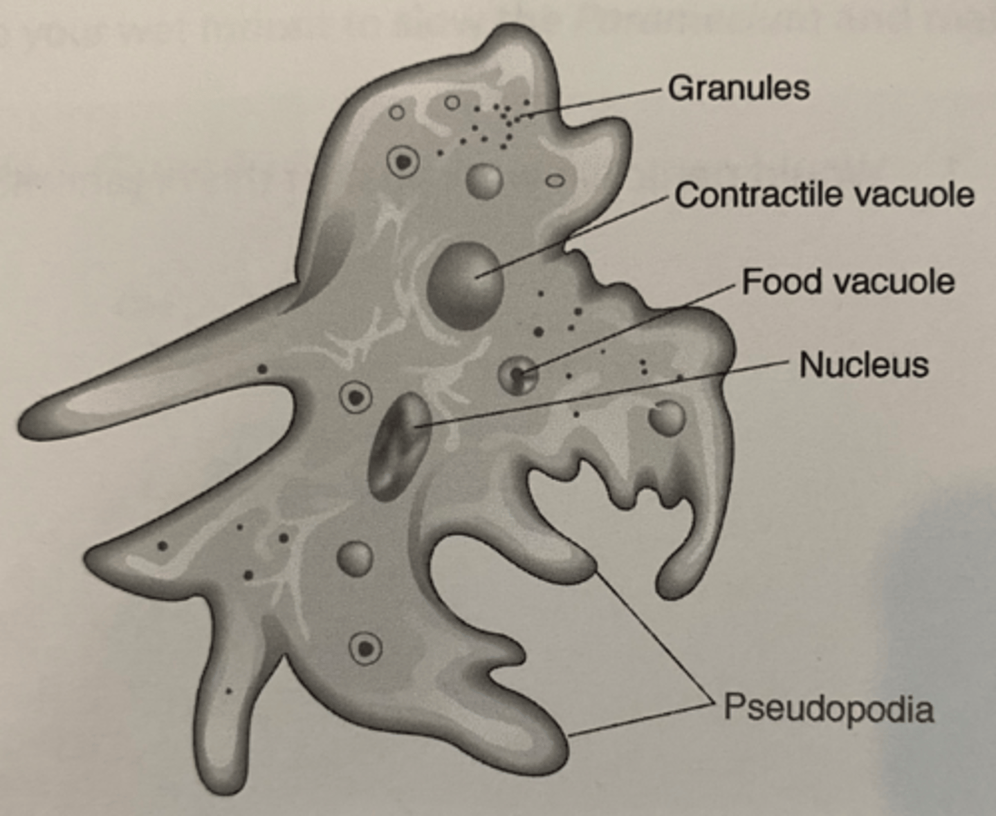 <p>uses psuedopodia for movement and phagocytosis</p>