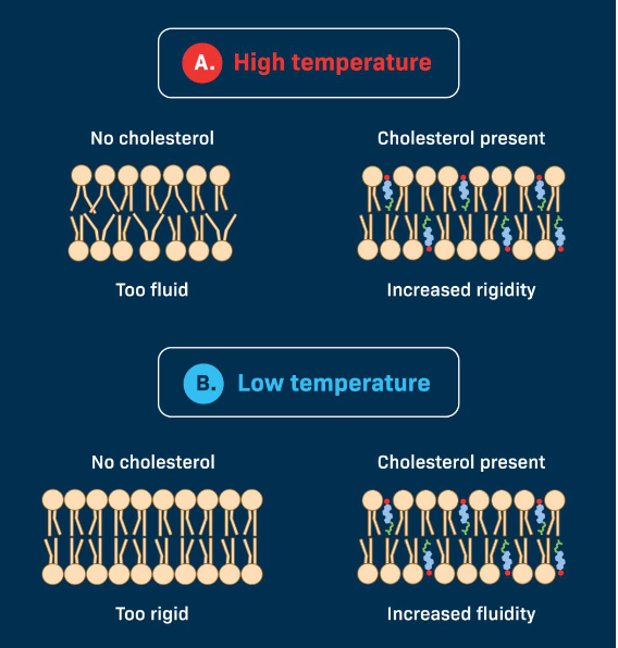 <p>Cholesterol</p><ul><li><p>Scattered throughout hydrophobic regions</p></li><li><p>Strengthens Membrance</p></li><li><p><strong>Stabilize Membrane at extreme temperatures</strong></p></li><li><p><strong>Lipid and protein components</strong></p></li></ul><p></p>