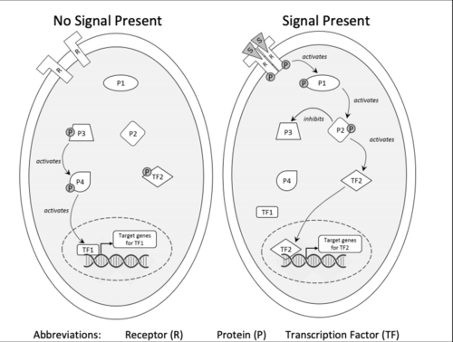 <p>RR is a kinase as this is present in a Receptor Tyrosine kinase pathway, meaning that the receptor acts as a kinase and donates a phosphate (through hydrolysis of ATP) to a desired substrate (in this case it donates to P1 protein). P1 is a kinase as it catalyzes the transfer of a phosphate group by the use of ATP onto the P2 protein. P3 is a kinase in the No signal molecule because it catalyzes the transfer of a phosphate group by use of ATP to attach the phosphate to protein P4.</p>