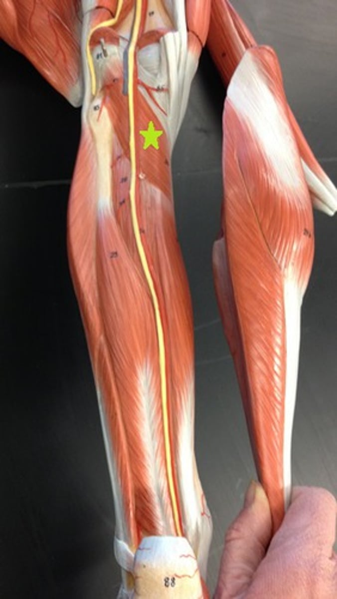 <p>behind the knee</p>