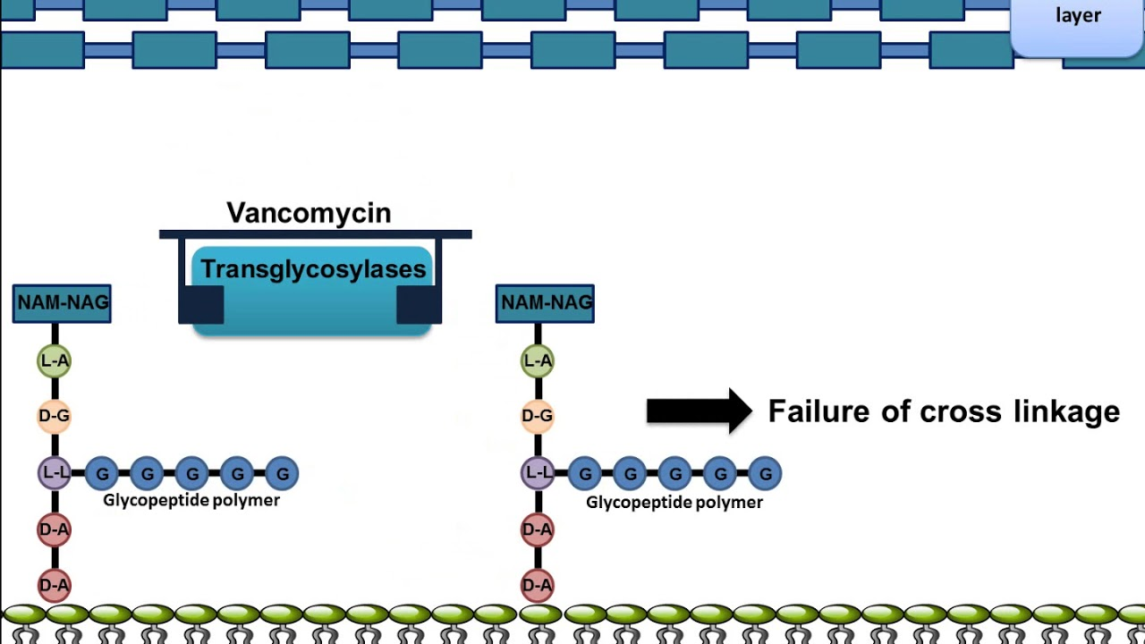 <p>Vancomycin MoA: <strong>Where does Vancomycin go on the bacteria it targets? What does it do?</strong></p>