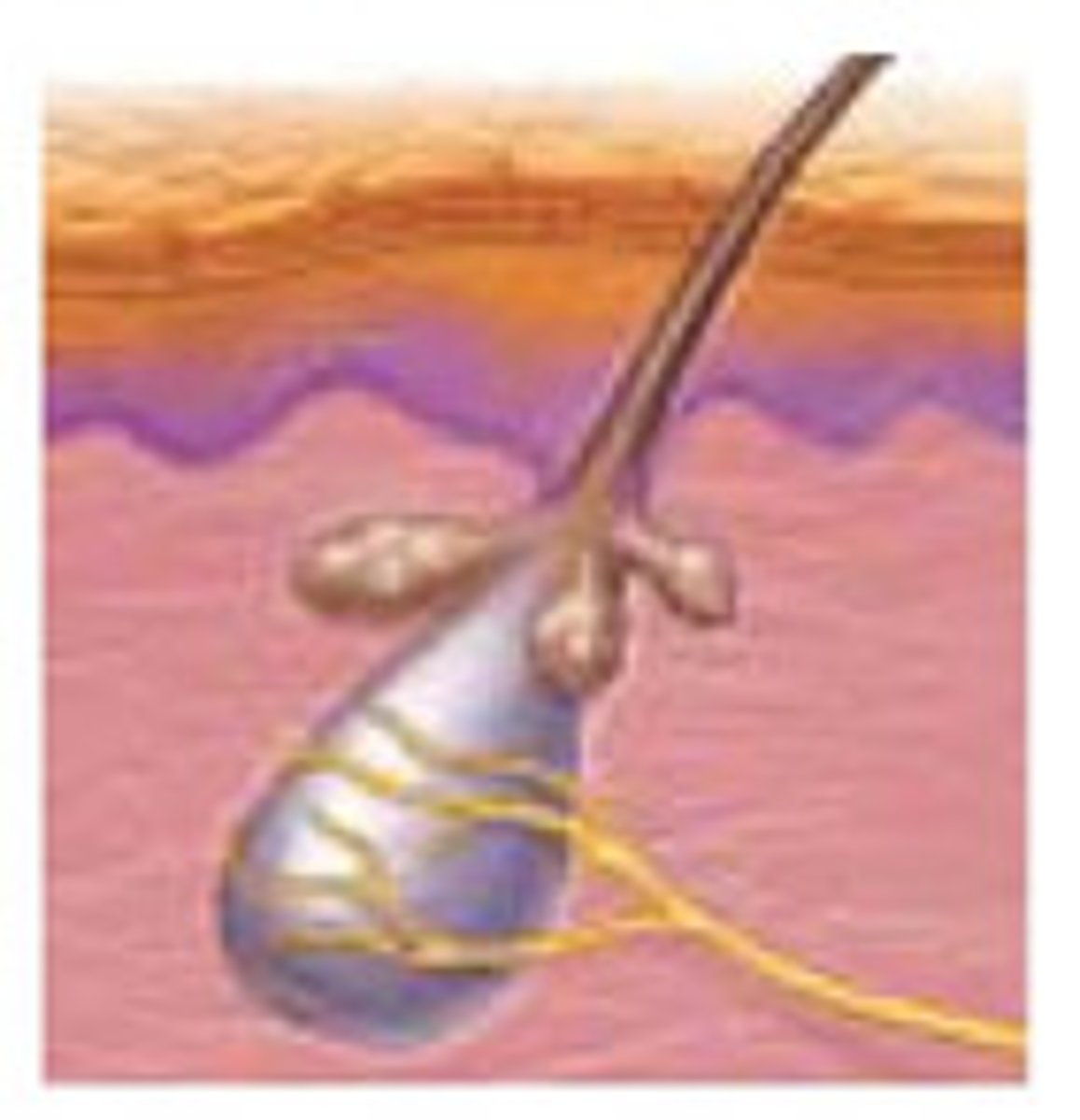 <p>Detect hair movement (e.g., mosquito landing).</p>