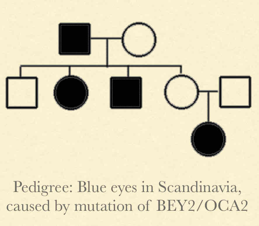 <p><strong><u>Concepts:</u></strong></p><ul><li><p>Both copies of allele have to be mutant to cause phenotype</p></li><li><p>Carrier rate is high</p><p></p><p><strong><u>Pedigree Observations:</u></strong></p></li><li><p>Equal and both females and males</p></li><li><p>Tend to “skip” in most generations</p></li><li><p>Both parents affected, all children will be affected</p></li><li><p>Could be dominant with reduced penetrance</p><p></p></li></ul><p></p>