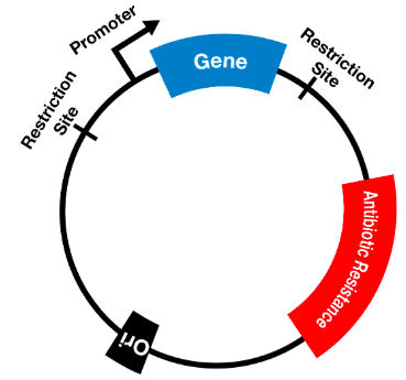 <p>plasmid </p><ul><li><p>often the gene carried in plasmids provides bacteria with genetic advantages, such as antibiotic resistance </p></li></ul><p></p>