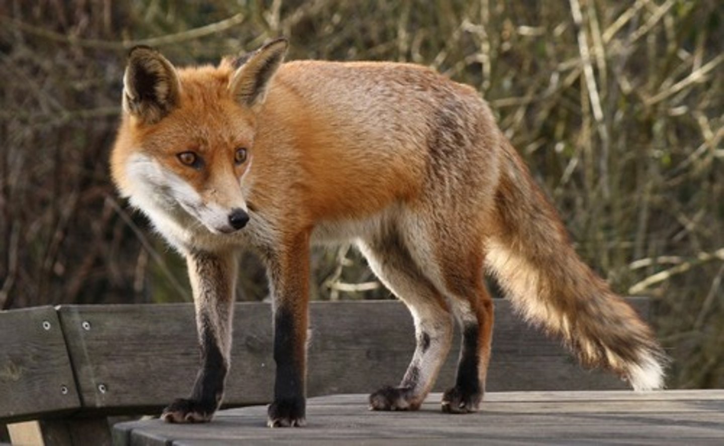 <p>fox</p>