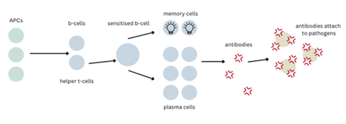 <p>1. When a non-self antigen enters the body, the antigen presenting cells (APCs): detect, engulf and digest them. Small parts of pathogen move to the cell surface and present these to lymphocytes.</p><p>2. B-cells &amp; helper T-cells recognise the antigen.</p><p>3. T-cell produces cytokines to activate B-cells. B-cells enlarge and divides via mitosis</p><p>4. Most of these cells become plasma cells, which start secreting specific antibodies that match the antigen. These antibodies travel in the bloodstream and bind to the pathogen's antigens.</p><p>5. The remaining cells become memory B cells, which spread to all body tissues and stay there long term to allow for a faster response if the pathogen were to invade the body again.</p>