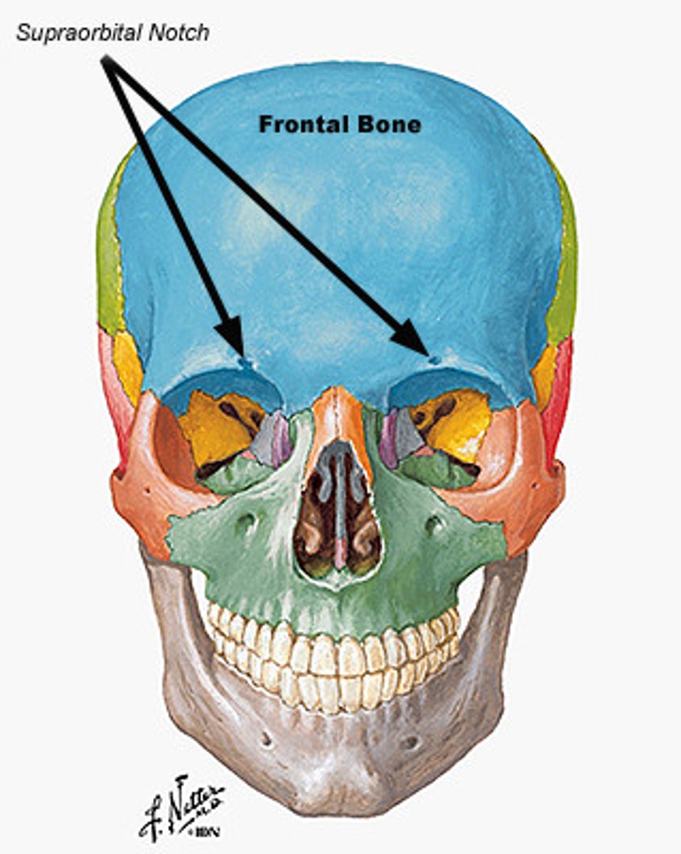 <p>Supraorbital foramen, Frontal sinuses</p>