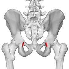 <p>notch between ischium and pubis</p>