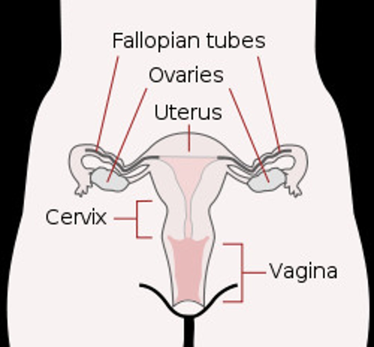 <p>Ovaries, fallopian tubes, uterus, cervix, vagina</p>